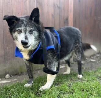Hannibal, Schwarz /Grau male Mixed Breed for adoption at 4animals e.V., Essen — photo 2 of 3
