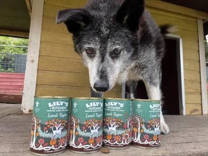 Hannibal, Schwarz /Grau male Mixed Breed for adoption at 4animals e.V., Essen — photo 3 of 3