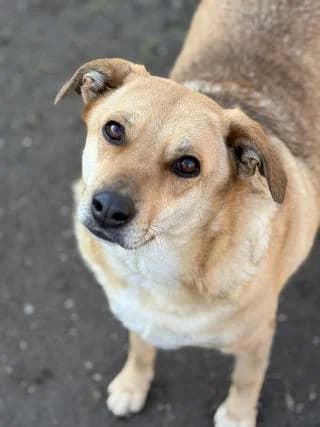 Josie, Beige female Mixed Breed for adoption at 4animals e.V. — Hundeauffangstation HASt, Essen