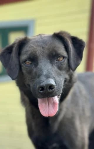 Jule, schwarz mit weiß female Mixed Breed for adoption at 4animals e.V. — Hundeauffangstation HASt, Essen