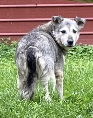 Kaiser, grau male Mixed Breed for adoption at 4animals e.V., Essen