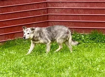 Kaiser, grau male Mixed Breed for adoption at 4animals e.V., Essen — photo 2 of 2