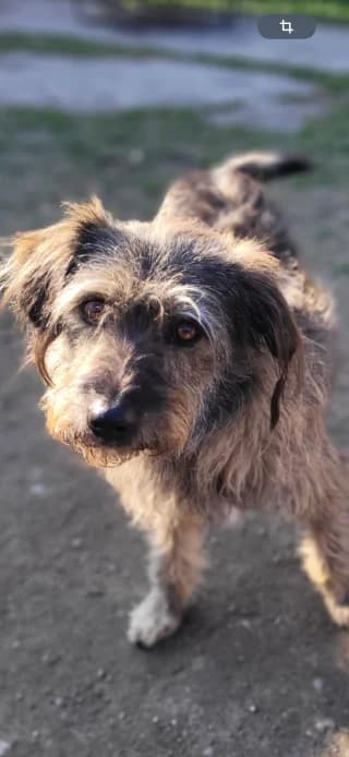 Knut, braun-grau male Mixed Breed for adoption at 4animals e.V., Essen