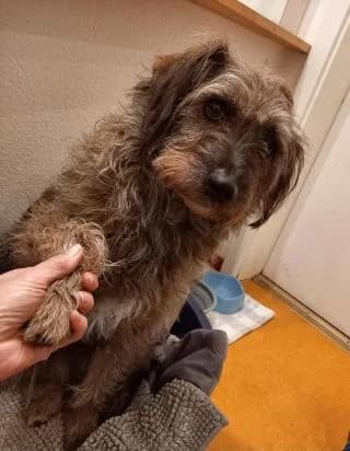 Knut, braun-grau male Mixed Breed for adoption at 4animals e.V., Essen — photo 2 of 4