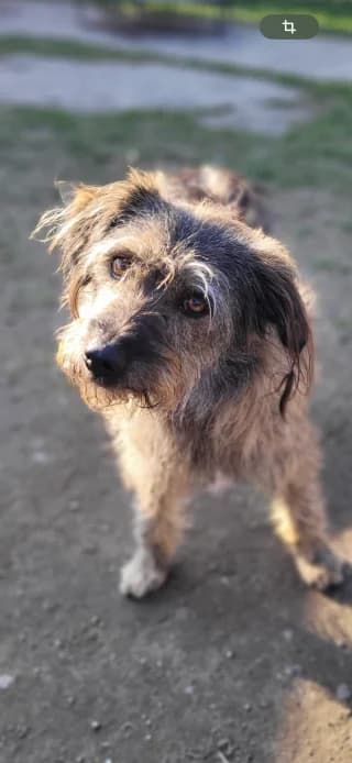 Knut, braun-grau male Mixed Breed for adoption at 4animals e.V., Essen — photo 3 of 4