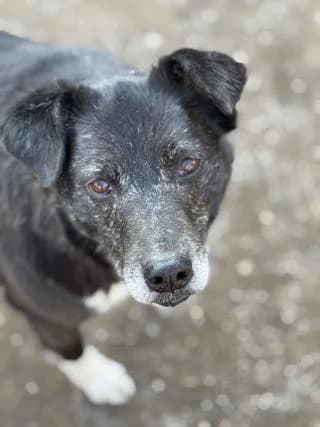 Laila, schwarz / weiß female senior Mixed Breed for adoption at 4animals e.V. — Hundeauffangstation HASt, Essen