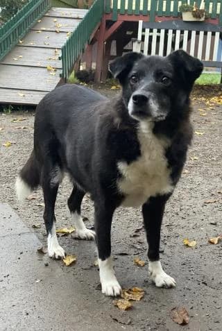 Laila, schwarz / weiß female Mixed Breed for adoption at 4animals e.V., Essen — photo 2 of 3