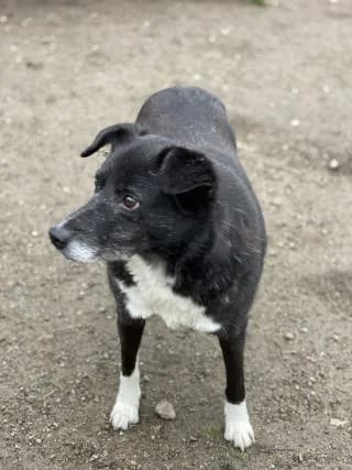 Laila, schwarz / weiß female Mixed Breed for adoption at 4animals e.V., Essen — photo 3 of 3