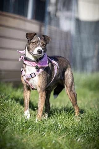 Livia, braun / weiß gestromt female Mixed Breed for adoption at 4animals e.V., Essen