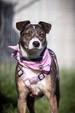 Livia, braun / weiß gestromt female Mixed Breed for adoption at 4animals e.V., Essen — photo 2 of 6