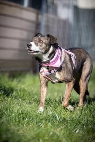 Livia, braun / weiß gestromt female Mixed Breed for adoption at 4animals e.V., Essen — photo 3 of 6