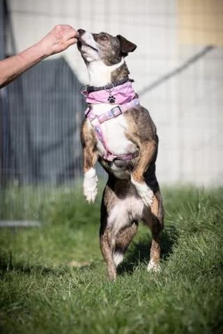 Livia, braun / weiß gestromt female Mixed Breed for adoption at 4animals e.V., Essen — photo 4 of 6