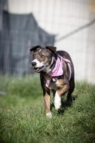 Livia, braun / weiß gestromt female Mixed Breed for adoption at 4animals e.V., Essen — photo 5 of 6