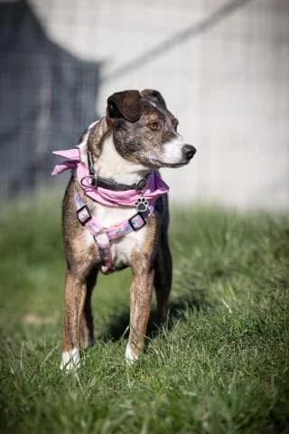 Livia, braun / weiß gestromt female Mixed Breed for adoption at 4animals e.V., Essen — photo 6 of 6