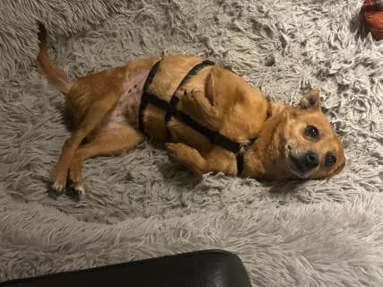 Lotta, female senior Mixed Breed for adoption at 4animals e.V. — Hundeauffangstation HASt, Essen