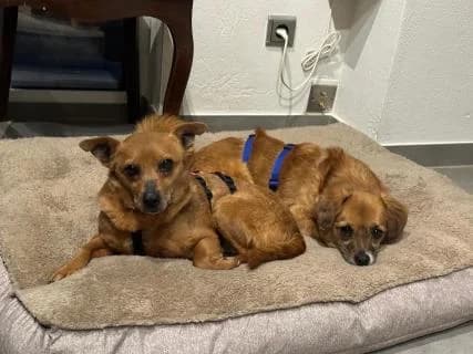 Lotta, female Mixed Breed for adoption at 4animals e.V., Essen — photo 2 of 2