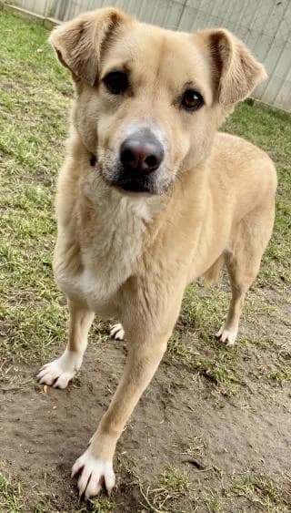 Maggie, braun female 5yo Mixed Breed for adoption at 4animals e.V. — Hundeauffangstation HASt, Essen