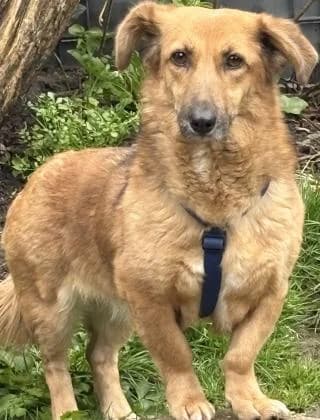 Martha, braun female Mixed Breed for adoption at 4animals e.V. — Hundeauffangstation HASt, Essen