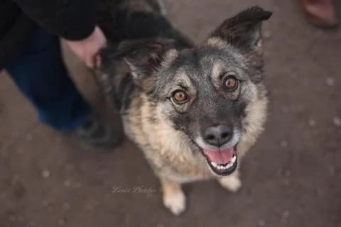 Mexx, grau-braun-schwarz male Mixed Breed for adoption at 4animals e.V. — Hundeauffangstation HASt, Essen