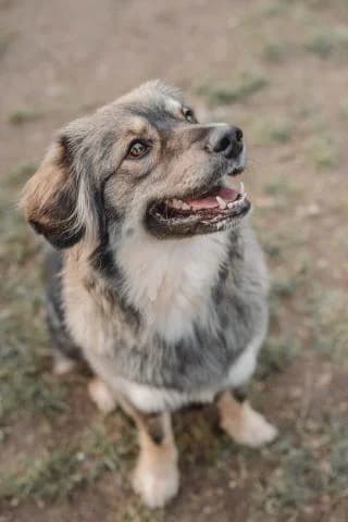 Mila, braun / weiß / schwarz female Mixed Breed for adoption at 4animals e.V. — Hundeauffangstation HASt, Essen