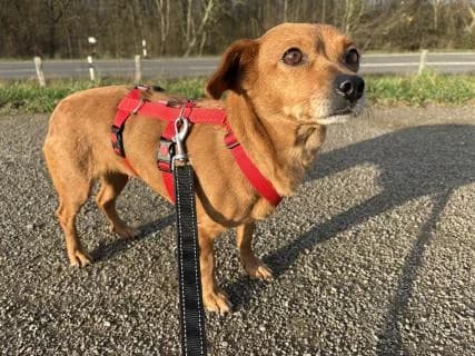 Nanni, braun female Mixed Breed for adoption at 4animals e.V. — Hundeauffangstation HASt, Essen