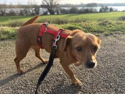 Nanni, braun female Mixed Breed for adoption at 4animals e.V., Essen — photo 2 of 5