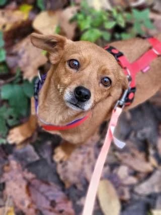 Nanni, braun female Mixed Breed for adoption at 4animals e.V., Essen — photo 3 of 5