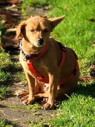 Nanni, braun female Mixed Breed for adoption at 4animals e.V., Essen — photo 4 of 5