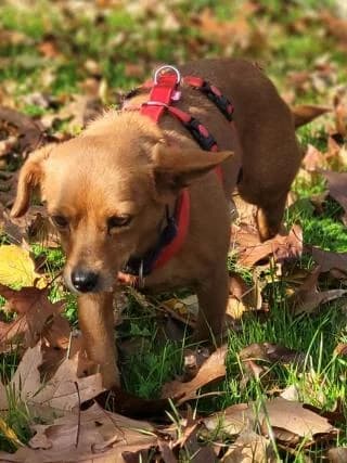 Nanni, braun female Mixed Breed for adoption at 4animals e.V., Essen — photo 5 of 5