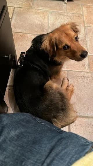 Niclas, braun / schwarz male 5yo Mixed Breed for adoption at 4animals e.V. — Hundeauffangstation HASt, Essen