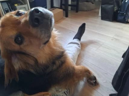 Niclas, braun / schwarz male Mixed Breed for adoption at 4animals e.V., Essen — photo 2 of 3