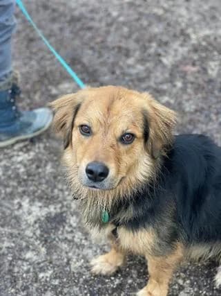 Niclas, braun / schwarz male Mixed Breed for adoption at 4animals e.V., Essen — photo 3 of 3