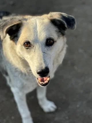 Niko, grau /beige / schwarz male senior Mixed Breed for adoption at 4animals e.V. — Hundeauffangstation HASt, Essen
