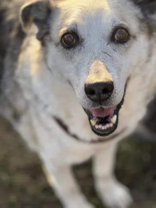 Niko, grau /beige / schwarz male Mixed Breed for adoption at 4animals e.V., Essen — photo 2 of 6