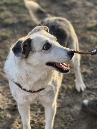 Niko, grau /beige / schwarz male Mixed Breed for adoption at 4animals e.V., Essen — photo 4 of 6