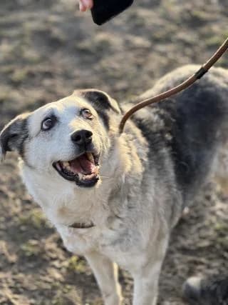 Niko, grau /beige / schwarz male Mixed Breed for adoption at 4animals e.V., Essen — photo 5 of 6