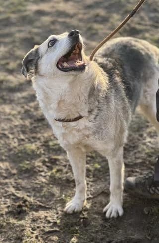 Niko, grau /beige / schwarz male Mixed Breed for adoption at 4animals e.V., Essen — photo 6 of 6