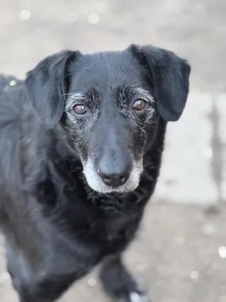 Noemi, schwarz/weiß female Mixed Breed for adoption at 4animals e.V., Essen