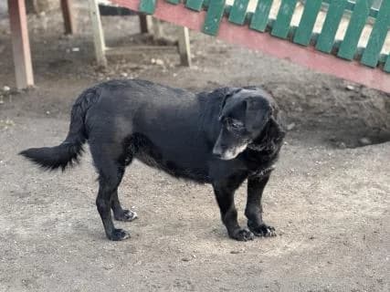 Noemi, schwarz/weiß female Mixed Breed for adoption at 4animals e.V., Essen — photo 2 of 6