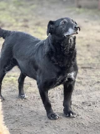 Noemi, schwarz/weiß female Mixed Breed for adoption at 4animals e.V., Essen — photo 3 of 6