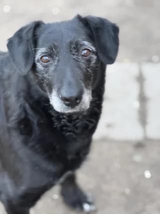 Noemi, schwarz/weiß female Mixed Breed for adoption at 4animals e.V., Essen — photo 4 of 6