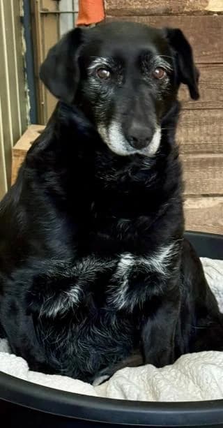 Noemi, schwarz/weiß female Mixed Breed for adoption at 4animals e.V., Essen — photo 5 of 6