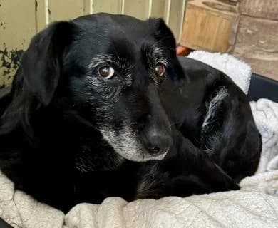 Noemi, schwarz/weiß female Mixed Breed for adoption at 4animals e.V., Essen — photo 6 of 6