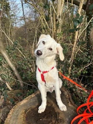 Ole, weiß male Mixed Breed for adoption at 4animals e.V. — Hundeauffangstation HASt, Essen