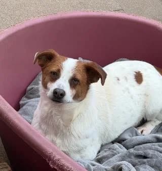 Pakito, weiß/braun male Mixed Breed for adoption at 4animals e.V. — Hundeauffangstation HASt, Essen