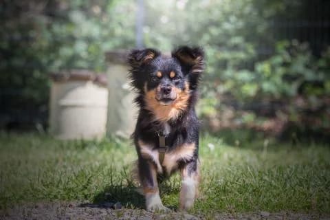 Perro, Braun/schwarz/weiss male Mixed Breed for adoption at 4animals e.V., Essen