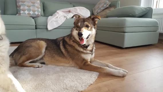 Rocky, braun beige male Mixed Breed for adoption at 4animals e.V., Essen — photo 2 of 6