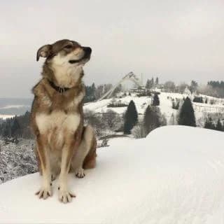 Rocky, braun beige male Mixed Breed for adoption at 4animals e.V., Essen — photo 3 of 6