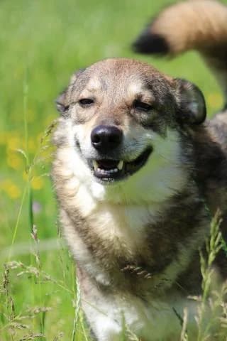 Rocky, braun beige male Mixed Breed for adoption at 4animals e.V., Essen — photo 4 of 6