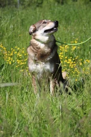 Rocky, braun beige male Mixed Breed for adoption at 4animals e.V., Essen — photo 6 of 6
